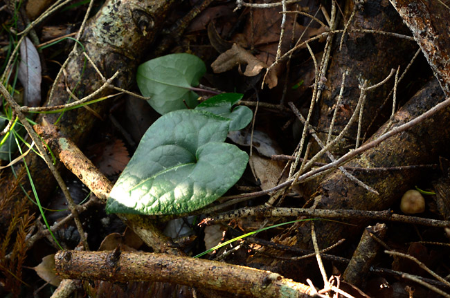 房総のカンアオイ