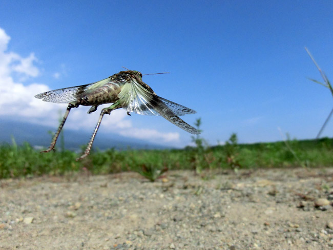 クルマバッタモドキの飛翔