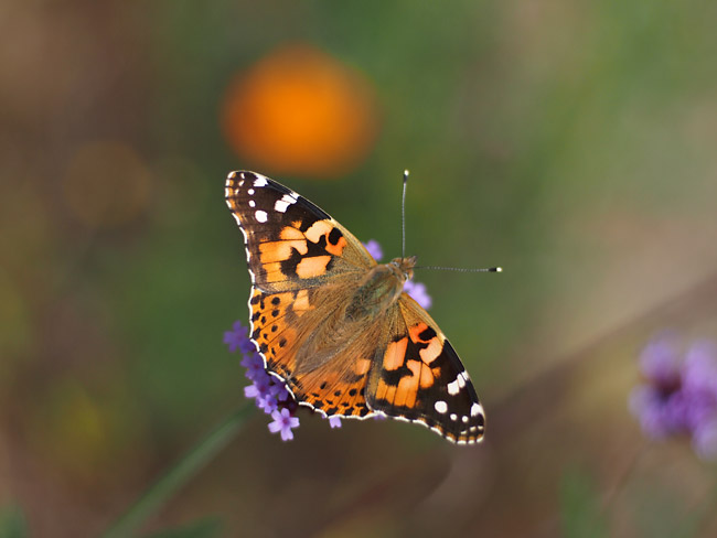 Planarで撮るヒメアカタテハ