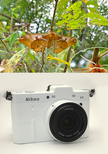 ヒメヤママユのメス（Nikon1　V1）