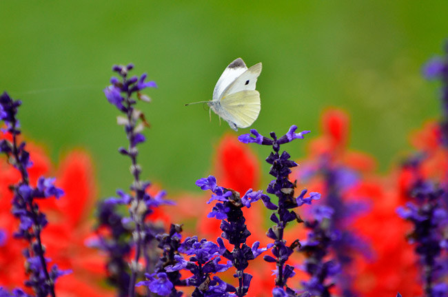 花壇のモンシロチョウ