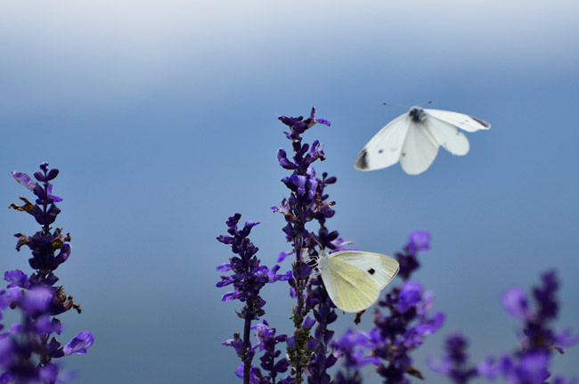 モンシロチョウの飛翔