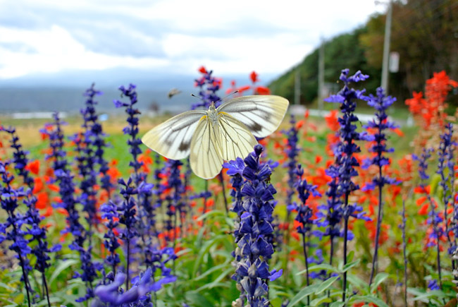 スジグロシロチョウの飛翔（Nikon1　V1）