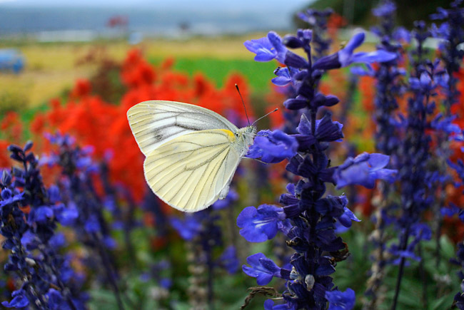 スジグロシロチョウ（Nikon1　V1）