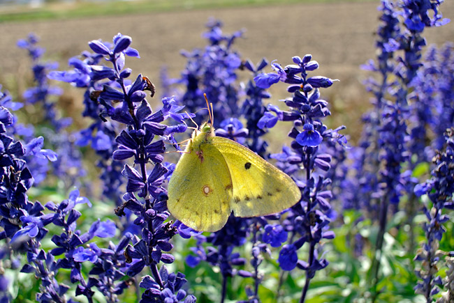 モンキチョウ（Nikon1　V1）