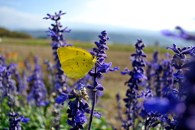 キチョウ（Nikon1　V1）