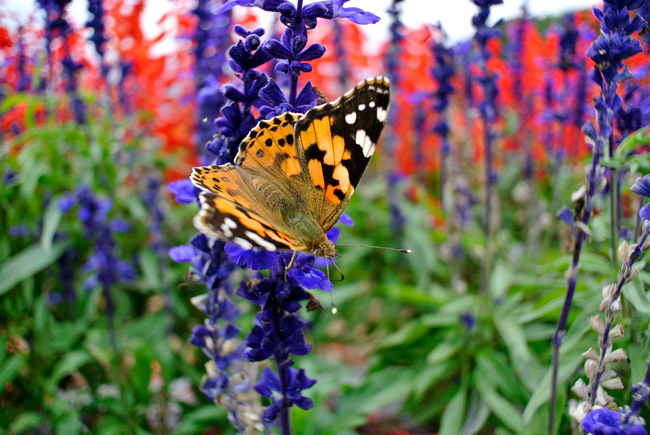 ヒメアカタテハ