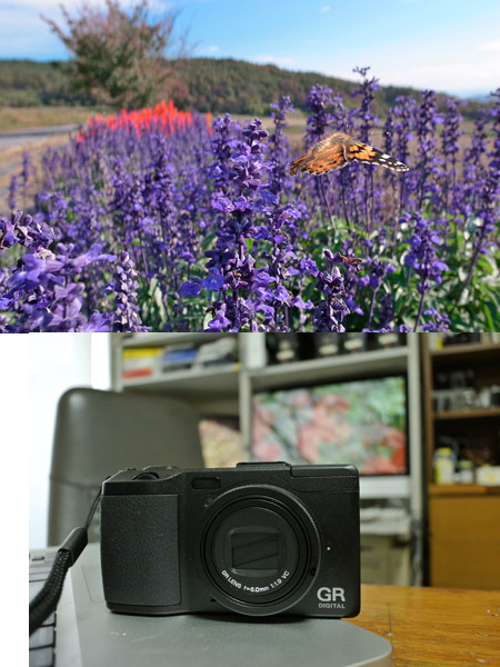 ヒメアカタテハのいる花壇