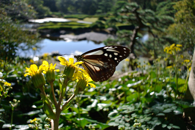 都心のアサギマダラ