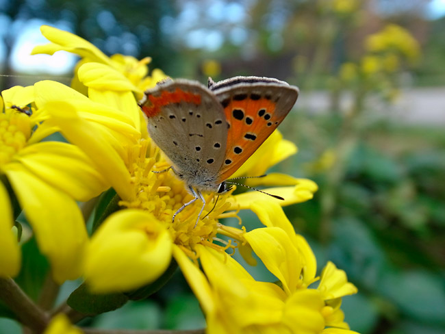 ベニシジミ(GRデジタル?）