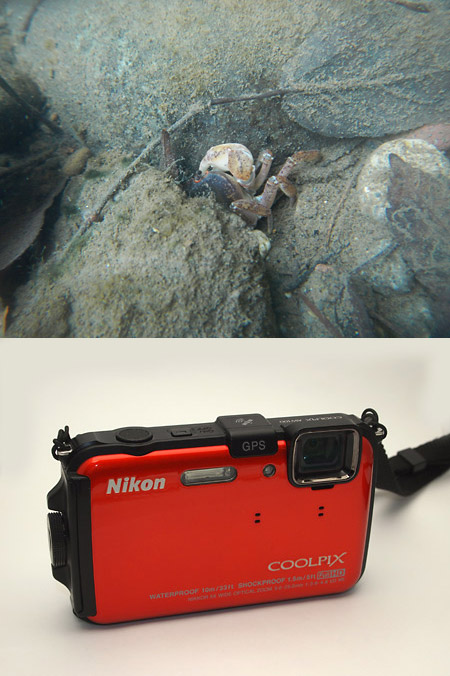 サワガニを防水コンデジで