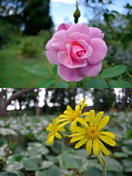 ニコン１　10mmのボケ味