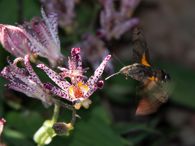 ホトトギスで吸蜜するホシホウジャク