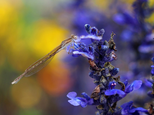 オツネントンボをエルマー65mmで