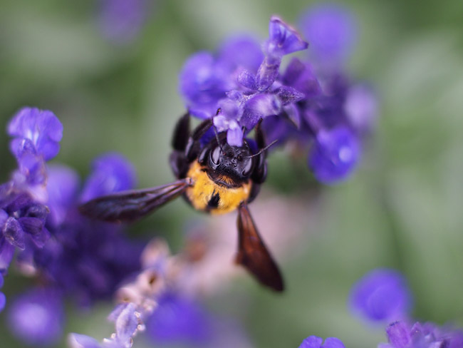 クマバチをプラナー50mmで