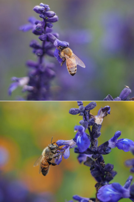ミツバチをプラナーとエルマーで