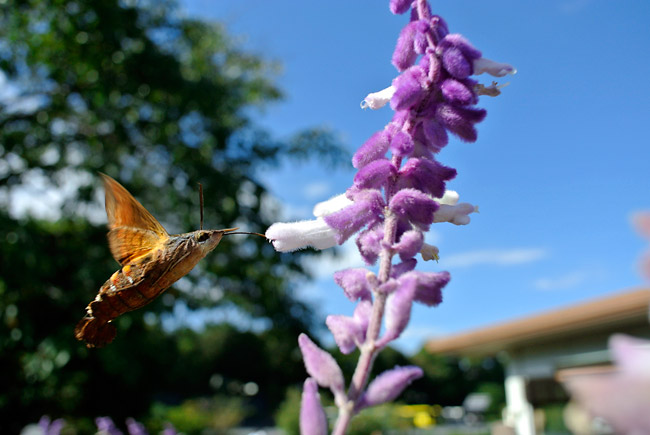 ホシホウジャクをNIKON1 V1で