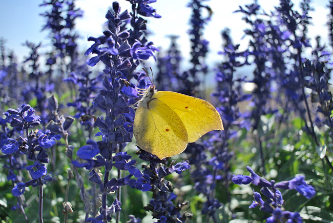 スジボソヤマキチョウ