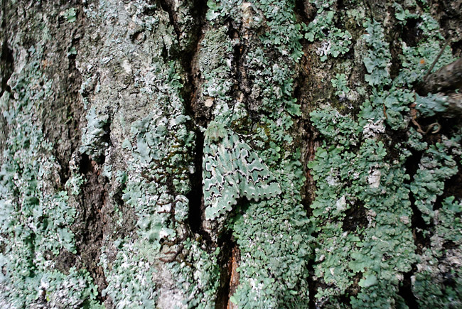 ケンモンミドリキリガ