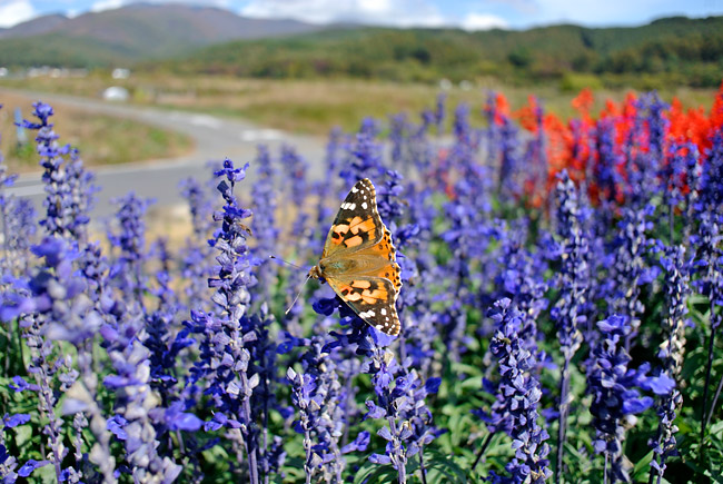 ニコン1、10mmでヒメアカタテハを撮る。