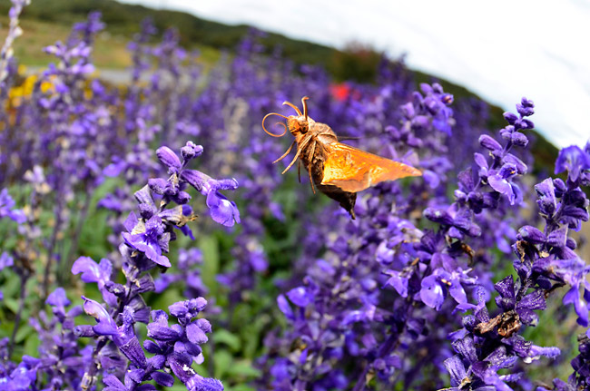 ホシヒメホウジャク