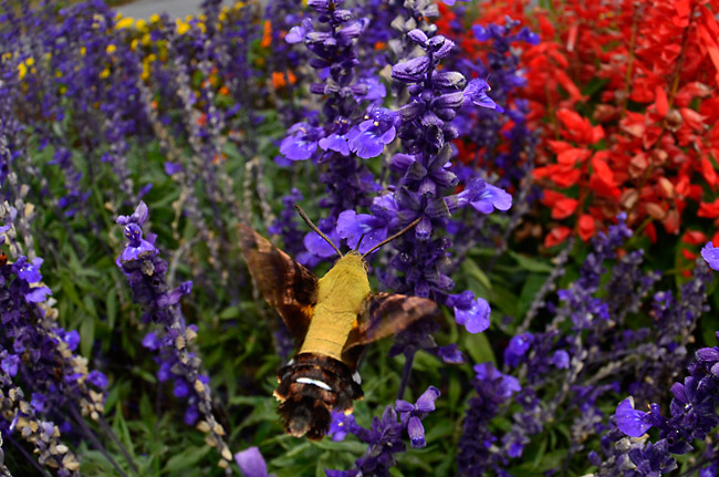 ヒメクロホウジャク