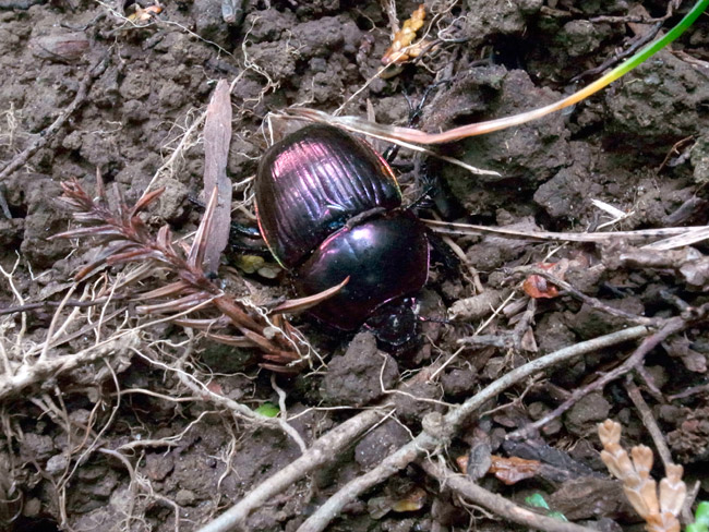 オオセンチコガネ