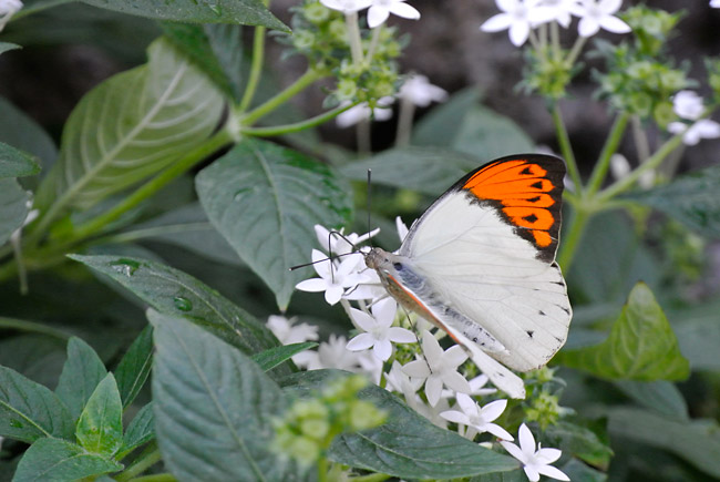 ツマベニチョウ(Nikon1 V1　30〜110）