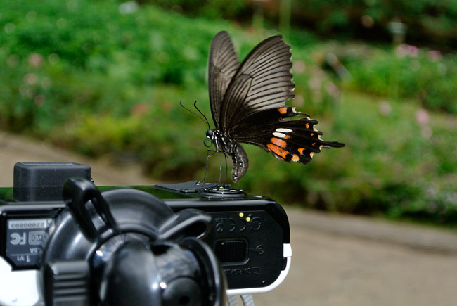 カメラに産卵するシロオビアゲハ(Nikon1 V1　10〜30）