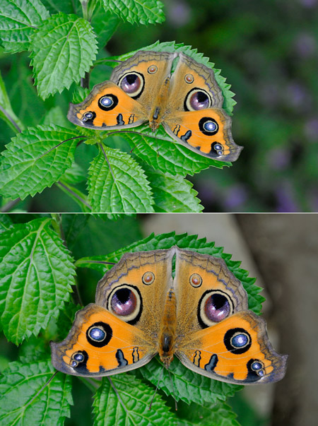 Nikon1　10〜30mmと30〜110mm