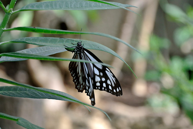 トウワタに産卵するアサギマダラ