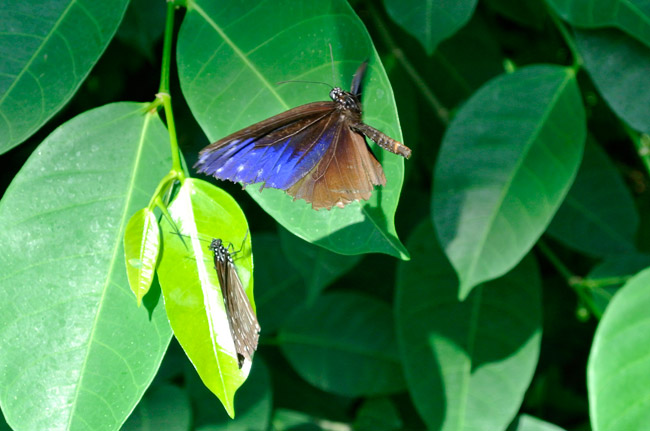 ツマムラサキマダラの求愛
