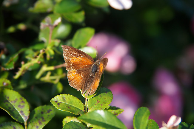 ウラギンシジミ