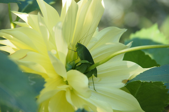 クダマキモドキ