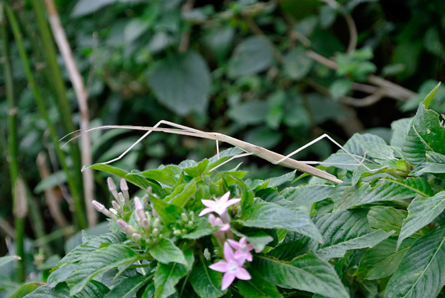 タイワントビナナフシ