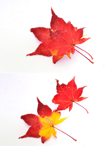 カエデの面白く紅葉した葉