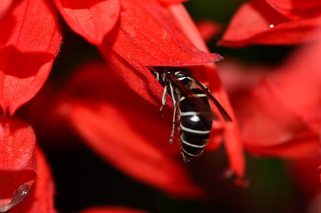 サルビアの花にきたクロスズメバチ