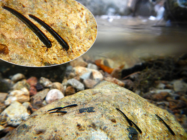 クロツツトビケラ