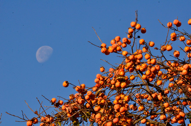 柿の実と月