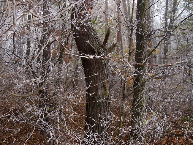 霧氷の出た林