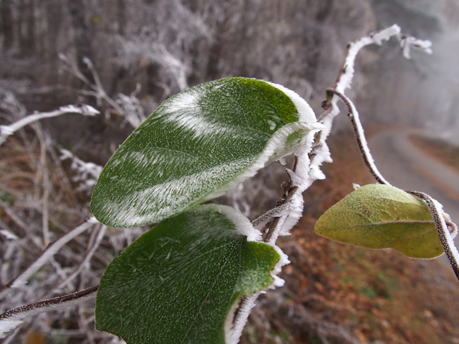 霧氷のついた葉