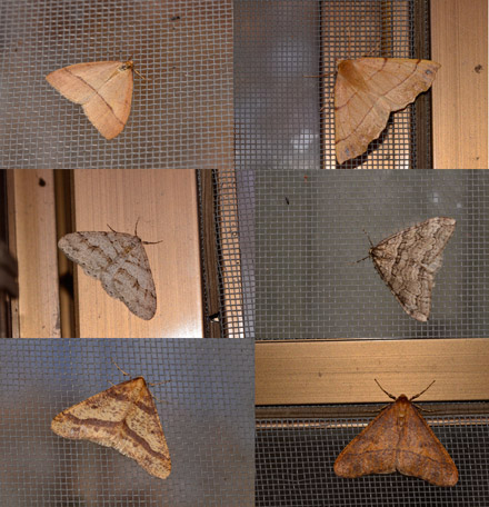 冬の窓辺にきたエダシャク