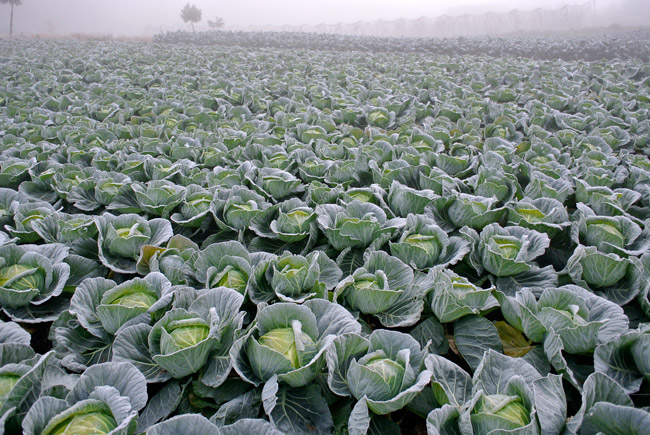 キャベツ畑