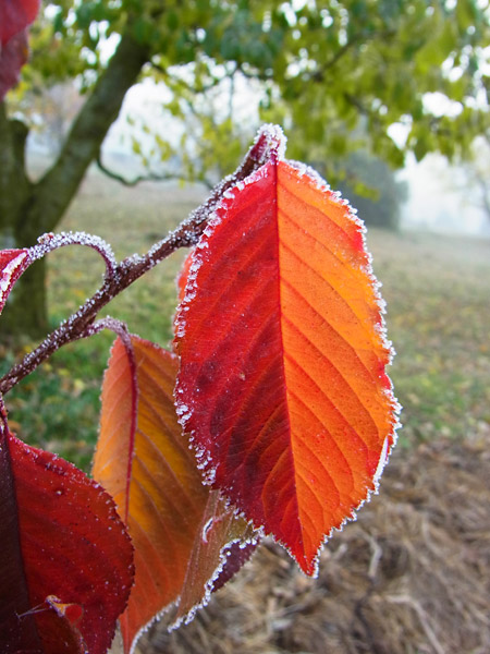 霧のなかのサクラの葉