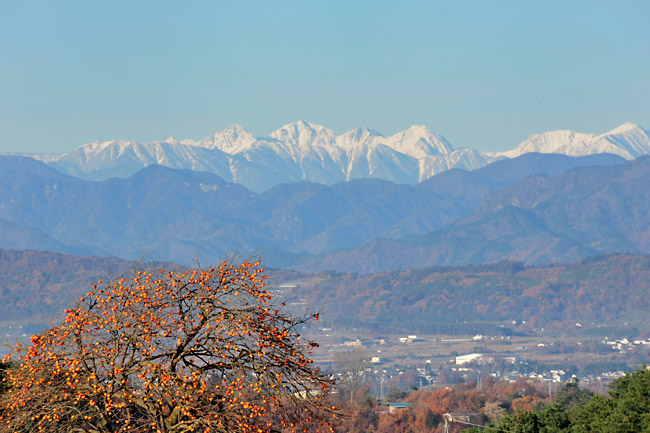 柿の木と北アルプス