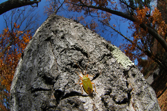 クヌギカメムシ