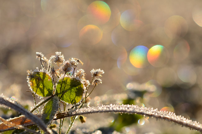 逆光で霜のきらめきを撮る
