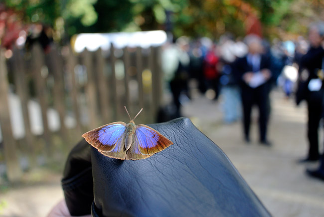 ムラサキシジミ