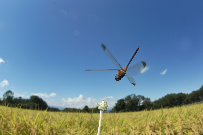 ノシメトンボの飛翔（α77）