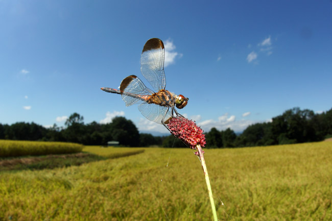 ノシメトンボを魚眼で（α77）
